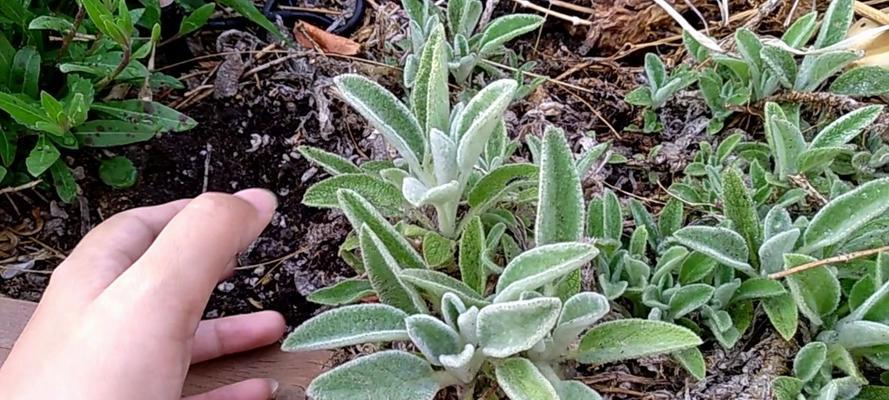 小苏打水可以用来浇花吗（探讨小苏打水在植物生长中的作用和使用注意事项）