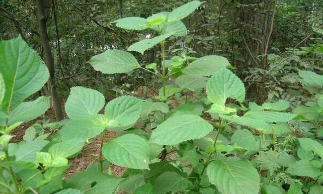 苏麻——一种特殊的亚麻植物（了解苏麻的历史）