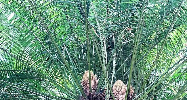 苏铁不是木本植物（揭秘苏铁的真实面貌）