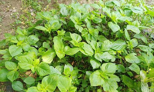 苏子种植指南（选择最适合的种植月份）