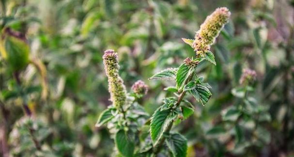 苏子种植指南（选择最适合的种植月份）