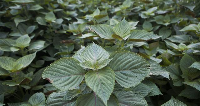 苏子叶种植与栽培管理技术（苏子叶的种植时间）