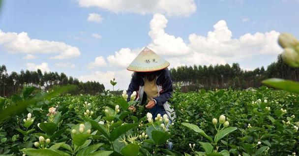 素馨花的花期与开花次数（了解素馨花的开花规律与欣赏时间）