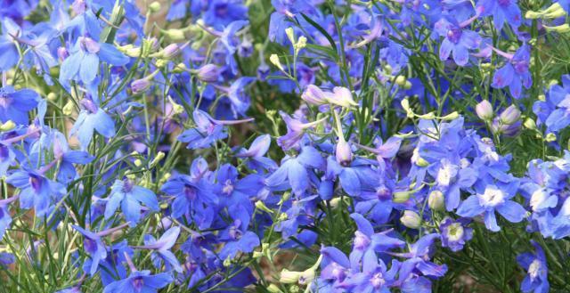 多年宿根花卉的种植与护理技巧（打造色彩斑斓的花园景观）