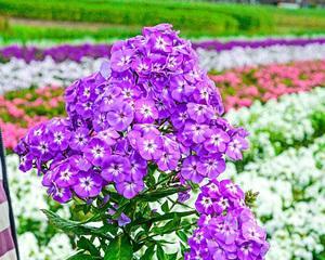 多年宿根花卉的种植与护理技巧（打造色彩斑斓的花园景观）