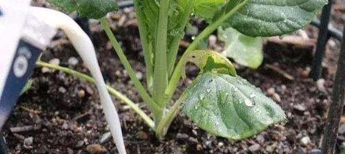 酸奶的肥料利用（探究酸奶作为肥料的可行性和实际应用）