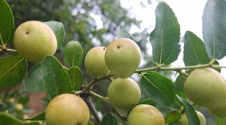 酸枣仁是什么植物的种子（探秘酸枣仁的植物来源与营养价值）