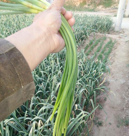 蒜苔上市时间及成熟期解析（了解蒜苔的最佳采摘时间及注意事项）