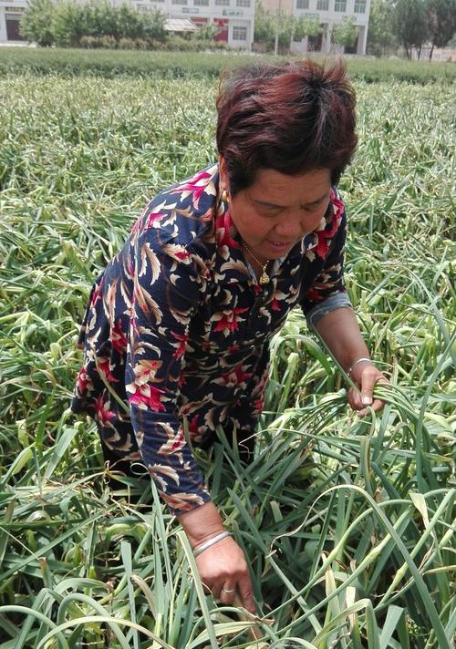 山东蒜苔收获时间分析（什么时候收获最佳）