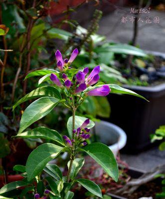 蒜香藤——一个神奇的植物（探究蒜香藤的生长习性及开花奥秘）