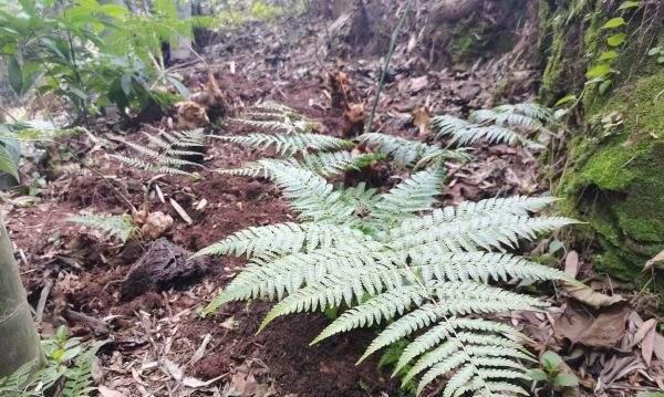 探究胎生狗脊的植物学奥秘（揭开胎生狗脊植物生长）