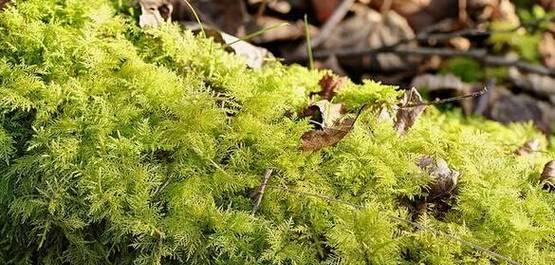 苔藓的生长周期到底有多长时间（探究苔藓的生命周期及其特点）