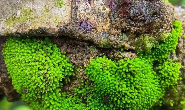 苔藓的浇水周期（科学浇水）