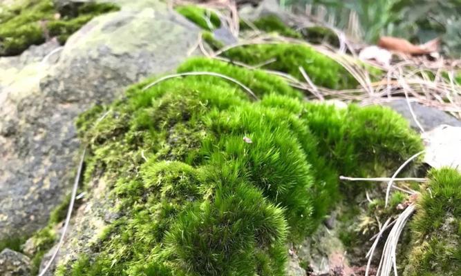 苔藓的生长环境条件及特点（探究苔藓生长的必要条件和独特性）