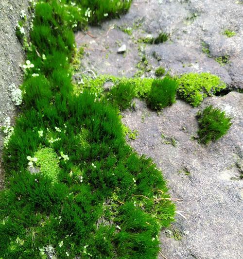 探秘苔藓的奥妙（属于苔藓科苔藓属的植物）