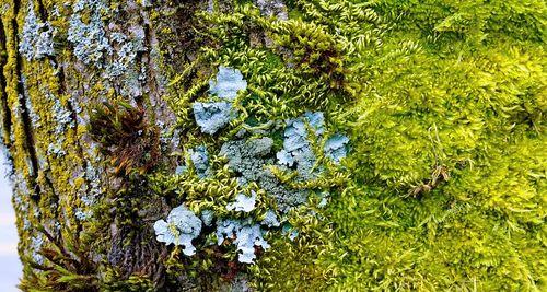 苔藓并非蕨类植物——认识苔藓的分类和特征