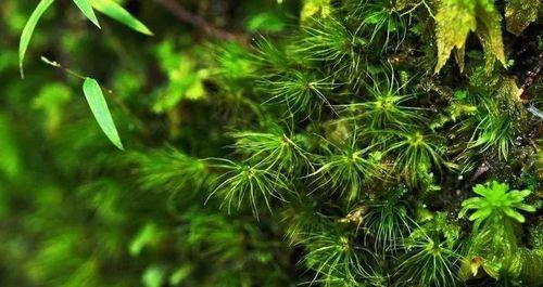 苔藓（探究苔藓喜阴或喜阳的生态习性）