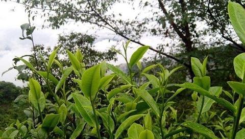 台地茶与古树茶的区别（从照片看出茶叶生长环境的影响）