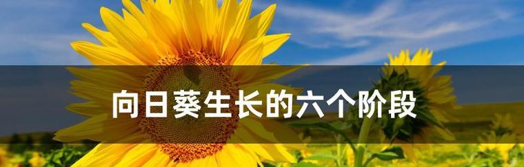 太阳花开花时间及生长特点（了解太阳花的生长习性）