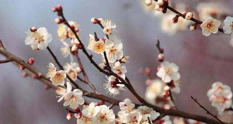 济南的市花是什么花？济南的市花有什么象征意义？