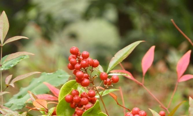 红竹花喜阳还是喜阴？红竹花养护方法有哪些？