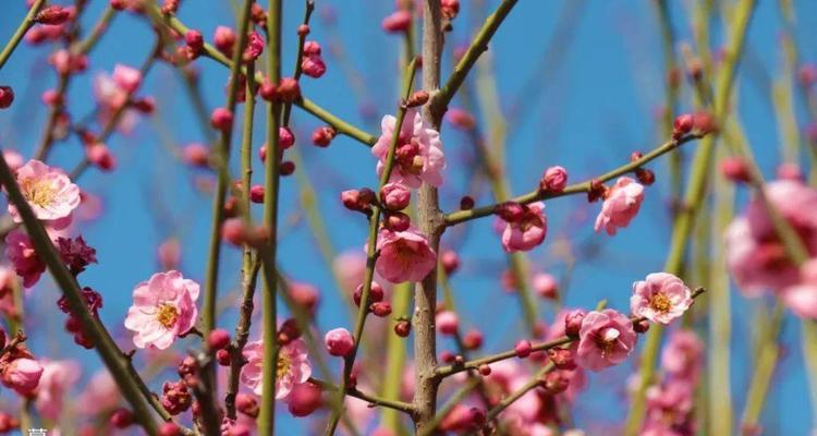 梅花花期有多长？梅花花期时间是什么时候？