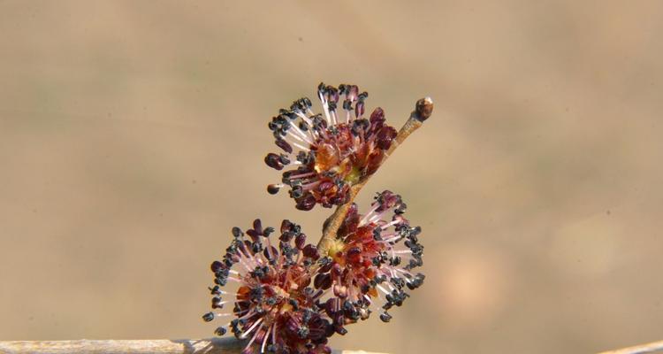 榆树花期是什么时候？榆树开花时间和气候有关系吗？