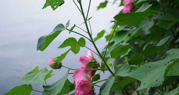 木芙蓉秋天开花吗？木芙蓉一年开几次花？