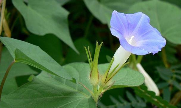 牵牛花的生长环境是怎样的？牵牛花适合在哪些地方种植？