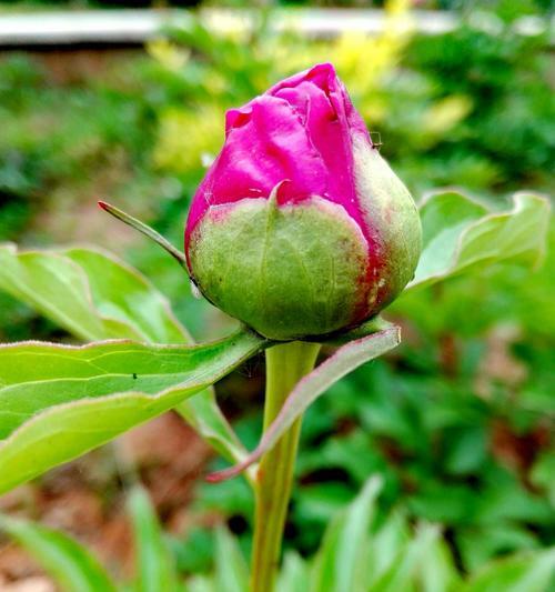 芍药属于什么植物类型？芍药有哪些品种？