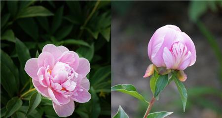 芍药属于什么植物类型？芍药有哪些品种？