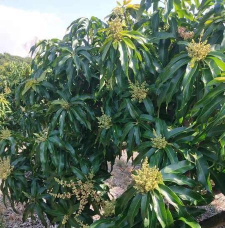 芒果的花期是什么时候？芒果开花时间受哪些因素影响？