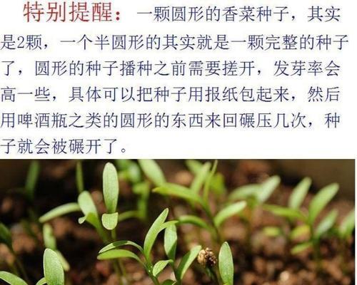 香菜种子多久发芽？香菜种子发芽时间受哪些因素影响？