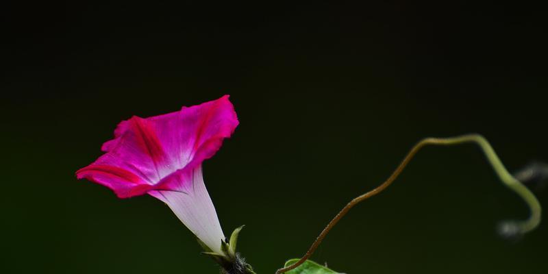 牵牛花是什么颜色的？牵牛花有哪些颜色品种？