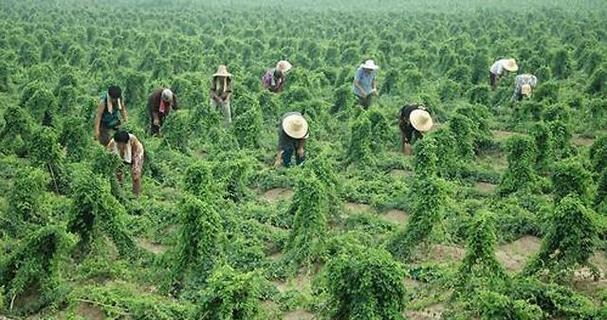 山药种植条件有哪些？山药适合的生长环境是怎样的？