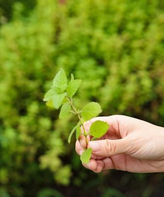 柠檬草的花语是什么？柠檬草的寓意是什么？