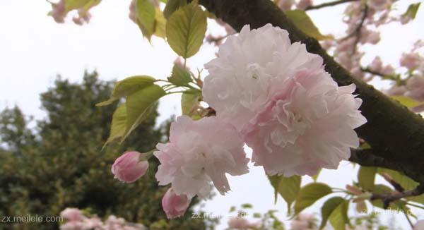 樱花的花语和传说有哪些？樱花的花语是什么？