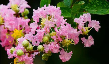 紫薇花花语是什么？紫薇花有哪些象征意义？