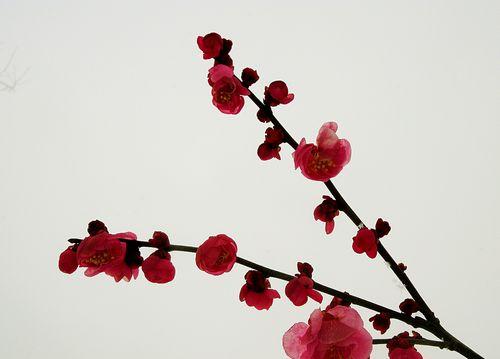 红梅花花语是什么意思？红梅花的寓意是什么？