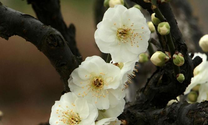 冬天的梅花象征着什么作用？梅花在冬天的花语是什么？