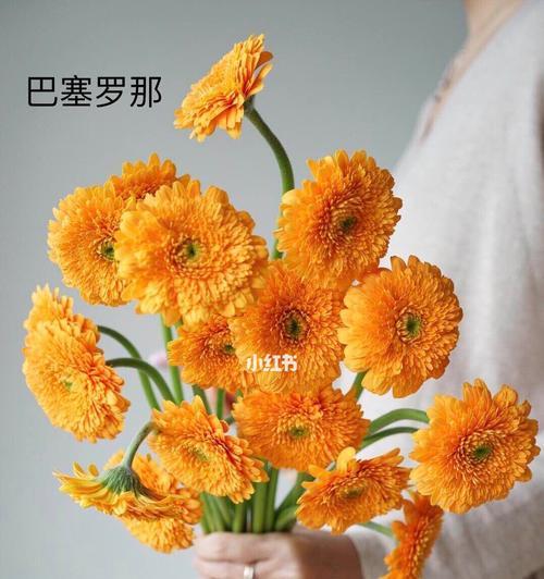 非洲菊的含义是什么？非洲菊的花语是什么？