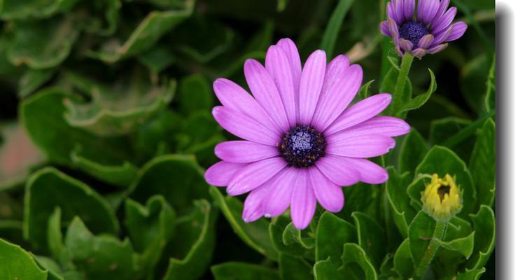 蓝目菊花语是什么？蓝目花的寓意是什么？