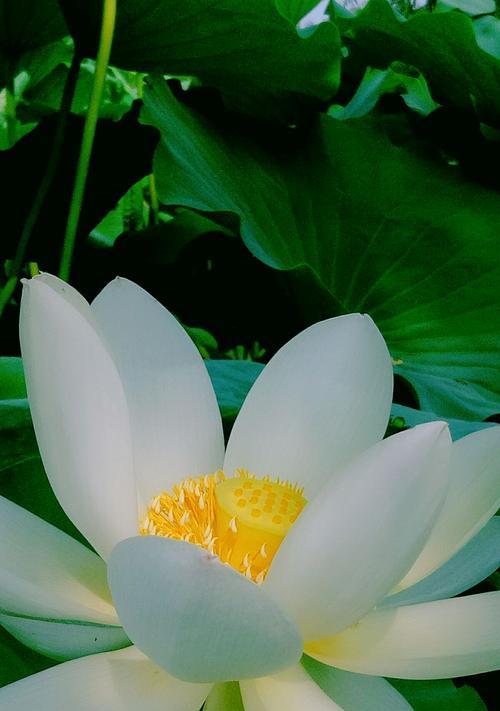 荷花不长花原因是什么意思？荷花不长花的原因是什么？