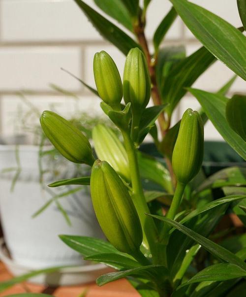 百合花怎么养需要注意什么？百合花的花语是什么？