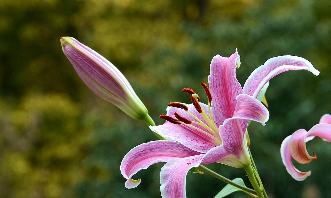 百合大全的花语是什么？百合花的花语有哪些？