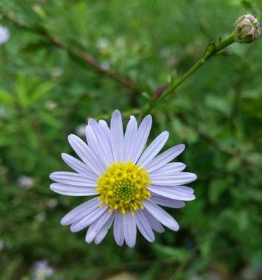 紫菀花的花语是什么？紫菀花的寓意是什么？