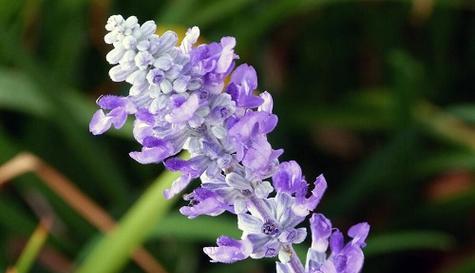 什么花代表心已死？这种花的花语是什么？