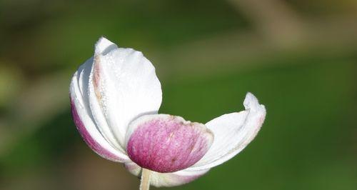 棉花的花语是什么？棉花的寓意是什么？