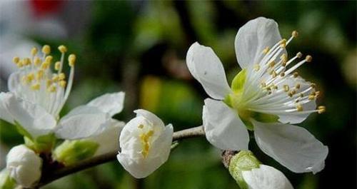 梨花代表什么生肖？梨花的花语是什么？