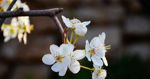 梨花代表什么生肖？梨花的花语是什么？